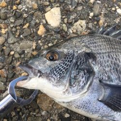 のっこみヘチ釣り