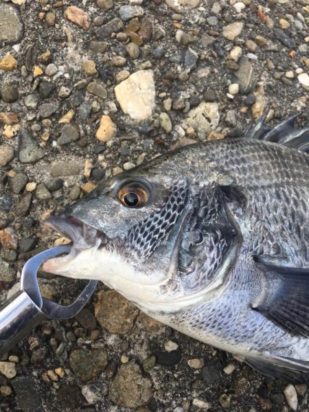 のっこみヘチ釣り