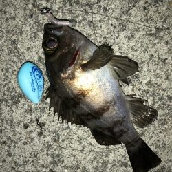 毎度メバリング