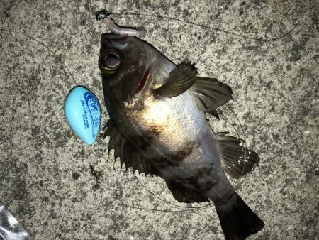 毎度メバリング