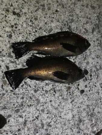 やっぱりジグ単