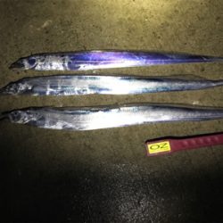 今期、初物です!