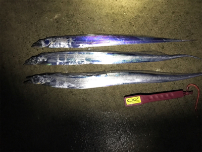 今期、初物です!