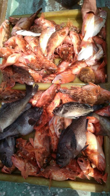 4月2日 常連さん4名の釣果。90匹