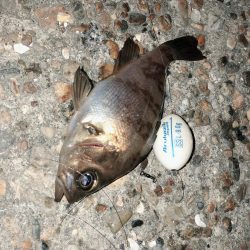 メバリングジャンキー