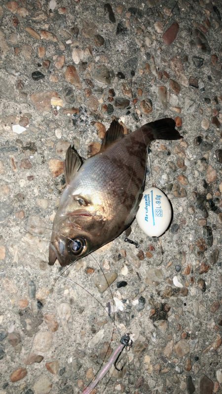 メバリングジャンキー