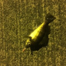 津田港で赤潮なう