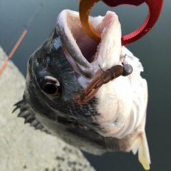 チヌのちメバル