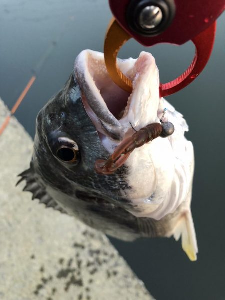 チヌのちメバル