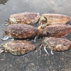 こうイカ釣り