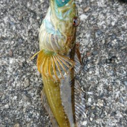 アジングリベンジ