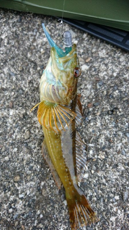 アジングリベンジ