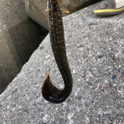 フラッと穴釣り、カサゴ狙い