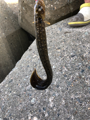 フラッと穴釣り、カサゴ狙い