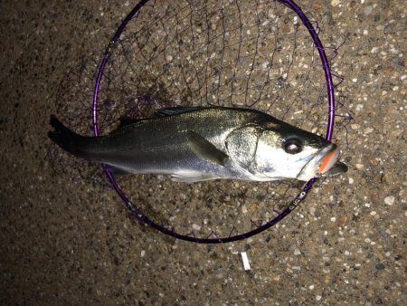 ニュータックル入魂