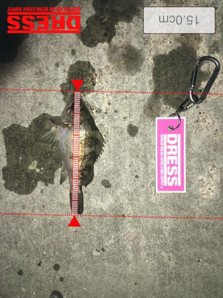 懲りずにメバリング