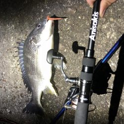 キビレ40センチ