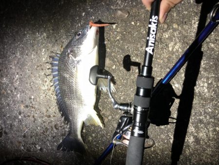 キビレ40センチ