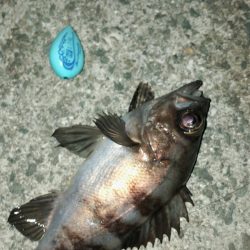 連日メバリング