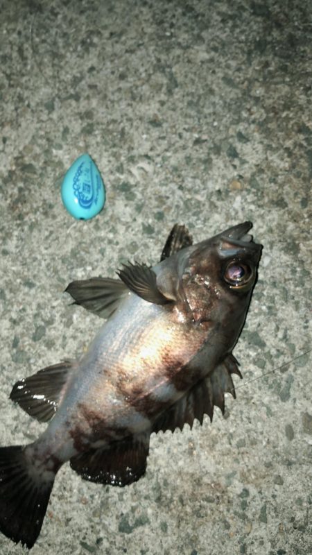 連日メバリング