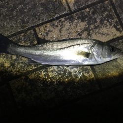 今年初シーバス！