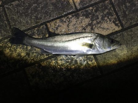 今年初シーバス！