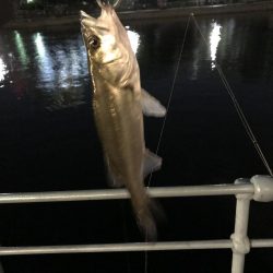 マイクロベイト ?