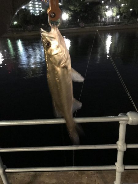 マイクロベイト ?