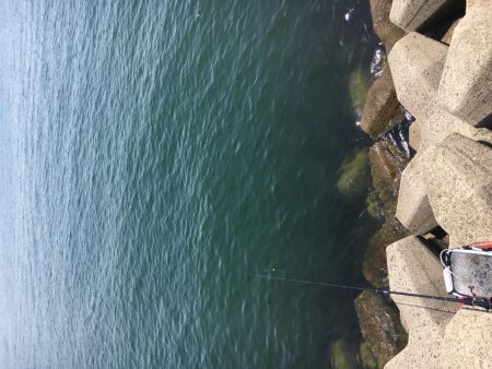 乗っ込みチヌフカセ