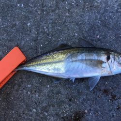 野池フローターからのアジング