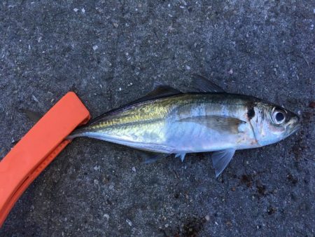 野池フローターからのアジング