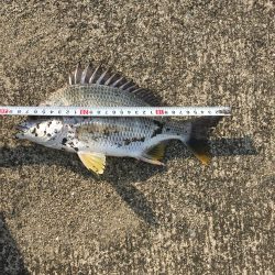 へちさぐり銀治郎入魂