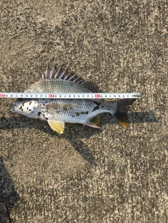 へちさぐり銀治郎入魂