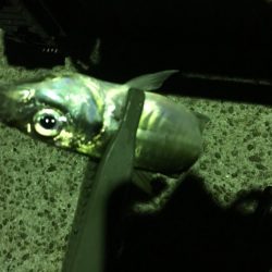 サビキとアジング