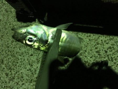 サビキとアジング