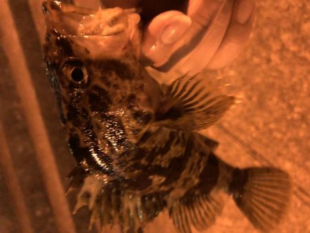 ロックフィッシュ狙いで