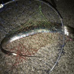 季節外れ？の初タチウオ