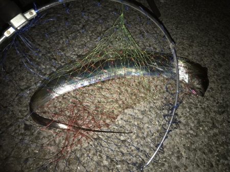 季節外れ？の初タチウオ