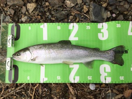 まさかのルアーでレインボー！！！