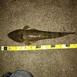 マゴチシーズン到来か？