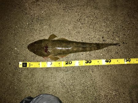 マゴチシーズン到来か？