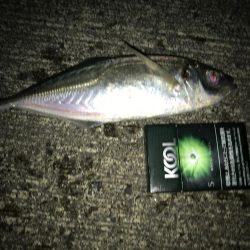 コウイカとアジ