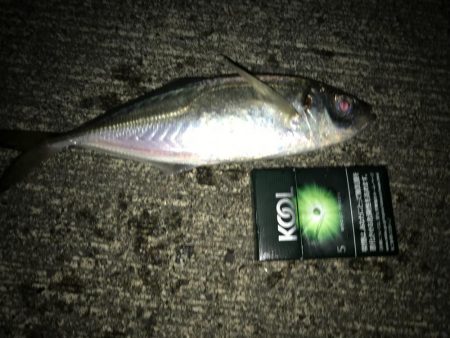 コウイカとアジ