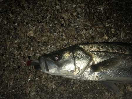 今シーズン初シーバス