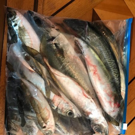 アジング釣行記