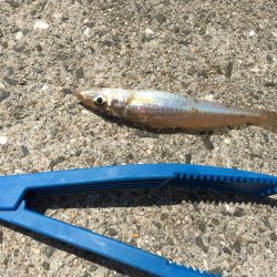 そろそろキス開幕か