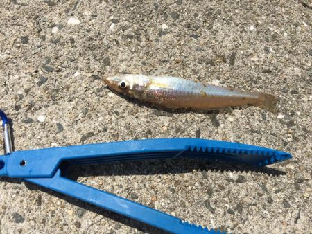 そろそろキス開幕か