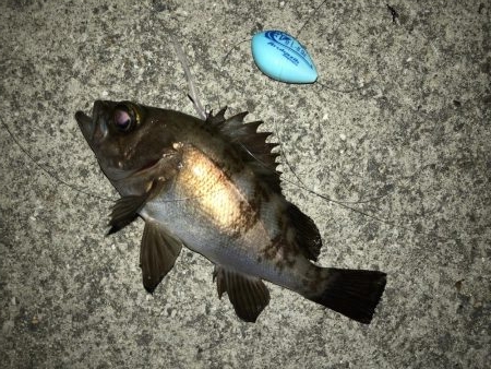 深夜メバリング