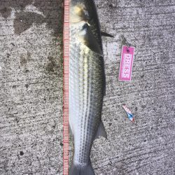 青物かと思った(T-T)