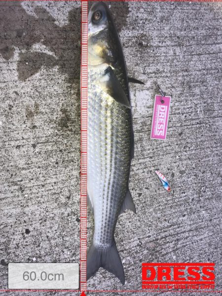 青物かと思った(T-T)